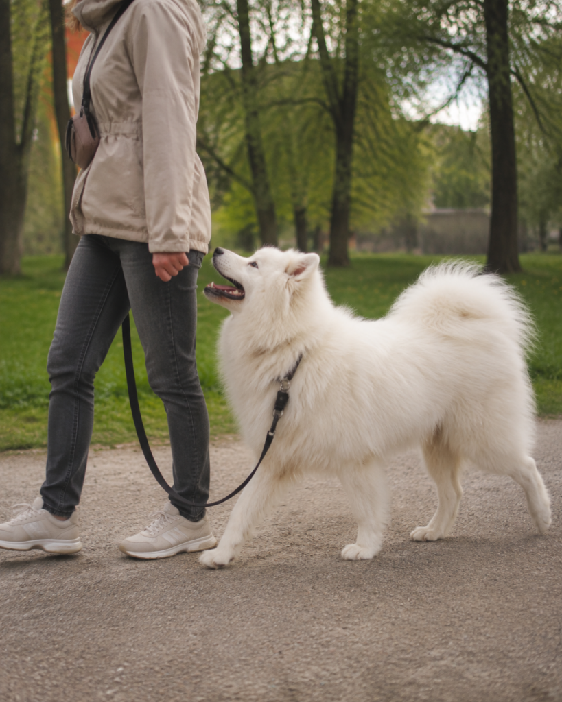 Samojed idący przy opiekunie.
